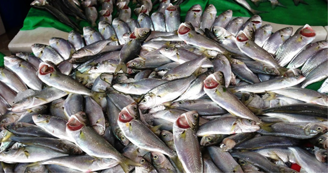 Balık Fiyatları El yakıyor