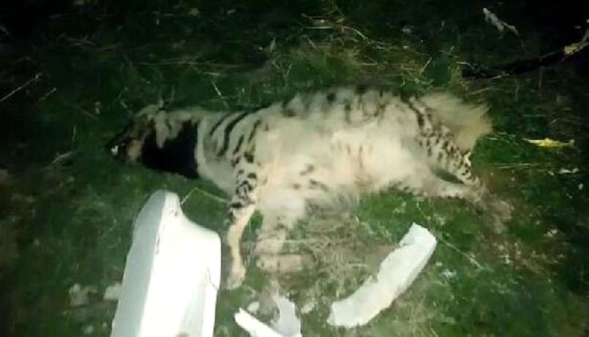 Birecik\'te Çizgili Sırtlan Kazada Telef Oldu