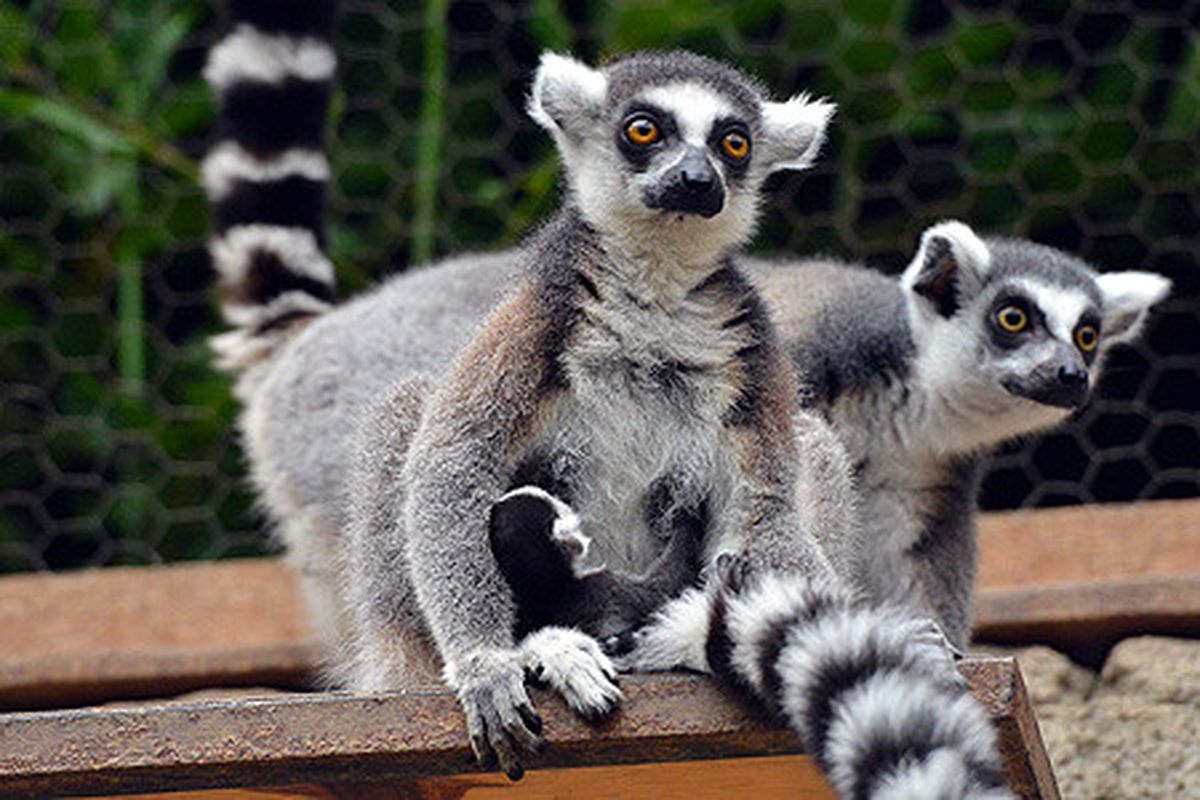 Göktürk\'lerin Robotu Lemurları Besledi