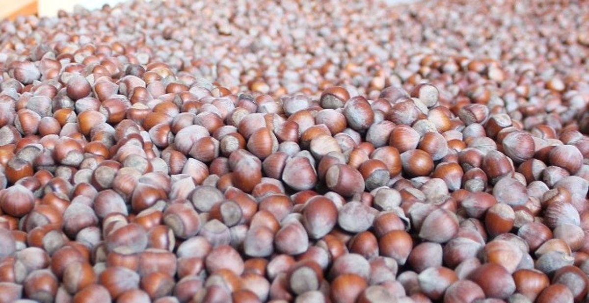 Karadeniz Fındık ve Mamulleri İhracatçıları Birliği Açıklaması