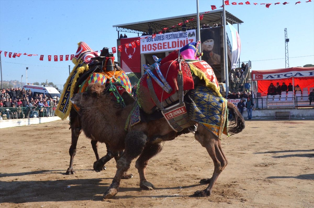 Sultanhisar 23. Deve Güreşi Festivali Yapıldı