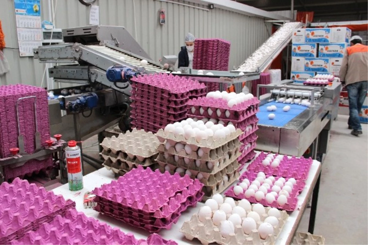 Üreticide Kutusu 6 TL Olan Yumurta Marketlerde 20 TL
