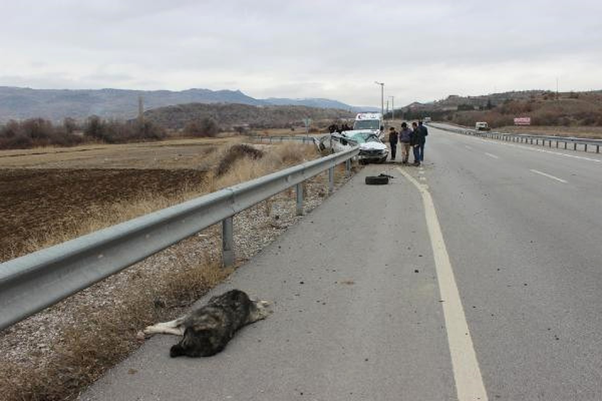 Yola Çıkan Köpeğe Çarpmamak İsterken Bariyere Çarptı