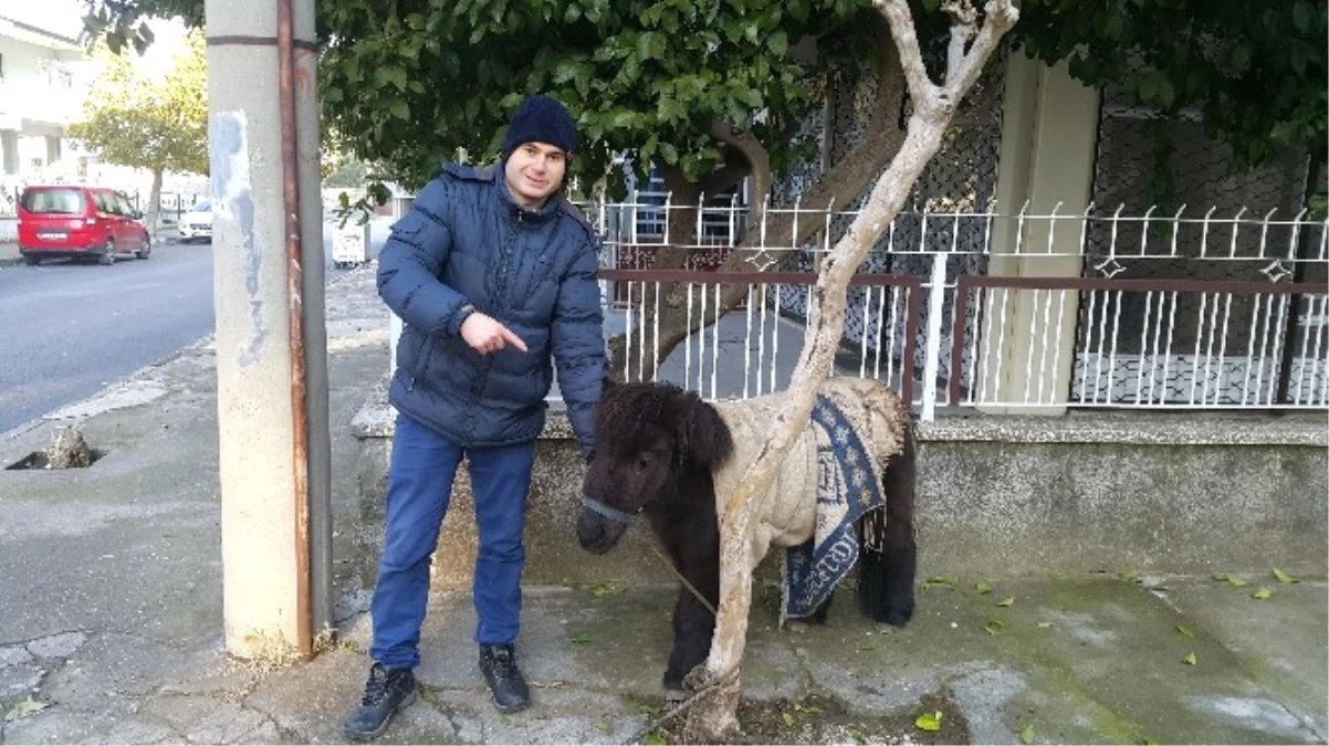 Yolunu Kaybeden Sevimli Ata Vatandaş Sahip Çıktı