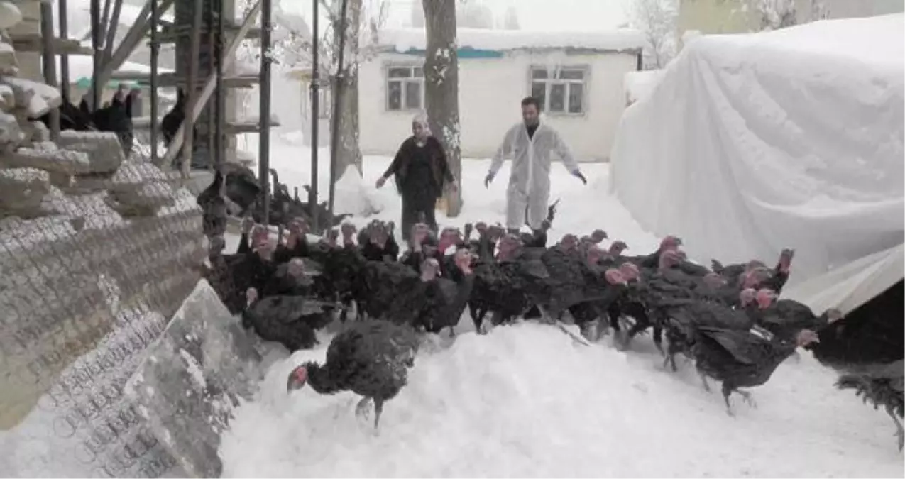 Eşi İşsiz Kalınca Hindi Çiftliği Kurdu, Patron Oldu