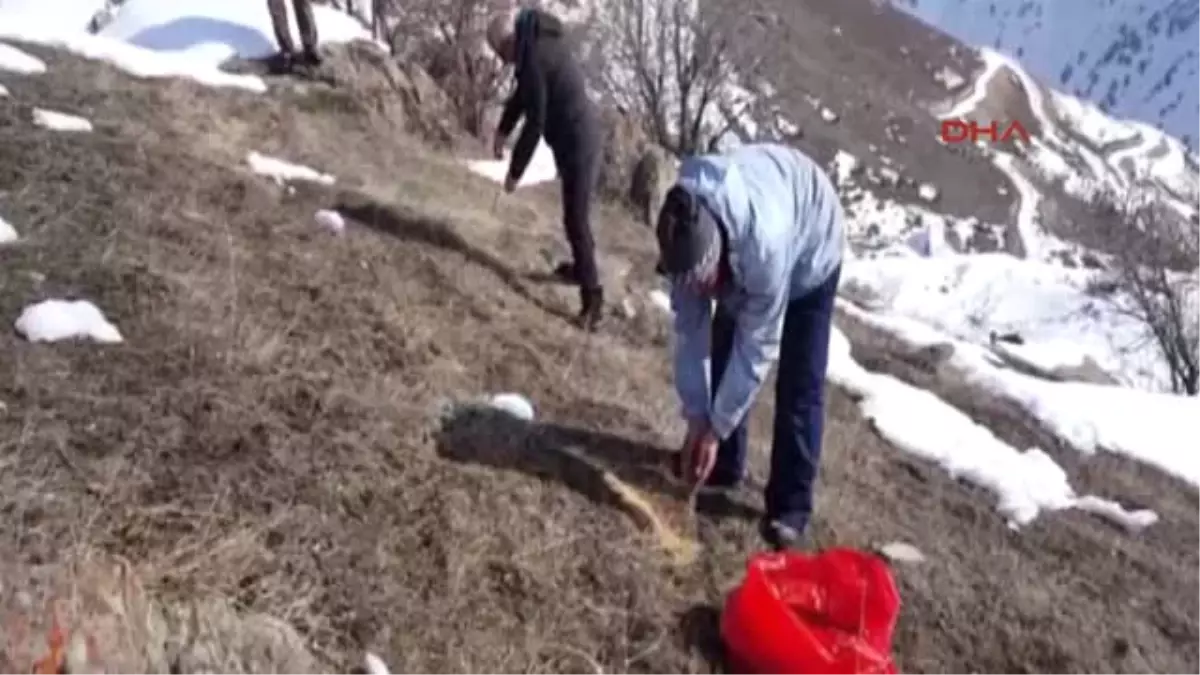 Hakkari\'deki Yaban Hayvanları Için Doğaya Yem Bırakıldı