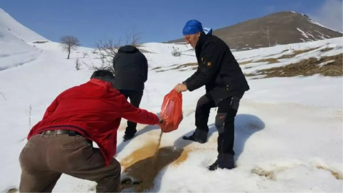 Hakkari\'deki Yaban Hayvanları İçin Doğaya Yem Bırakıldı