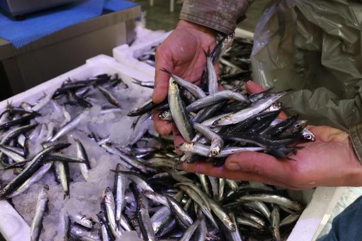 Hamsinin Fiyatı, Beklenen Düzeye İnmedi