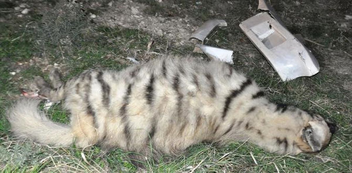Şanlıurfa\'da Çizgili Sırtlan Kazada Telef Oldu