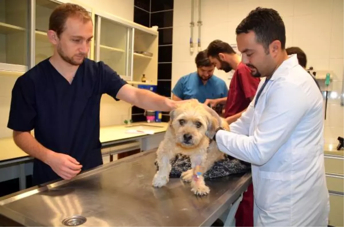 11 Yaşındaki Köpeğe Bel Fıtığı Ameliyatı Yapıldı