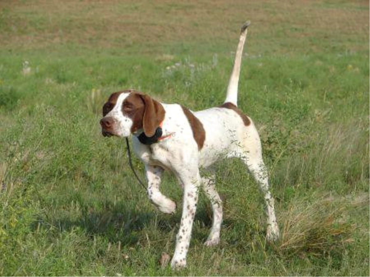 Giresun\'da Kaybettiği Av Köpeğini Kastamonu\'da Buldu