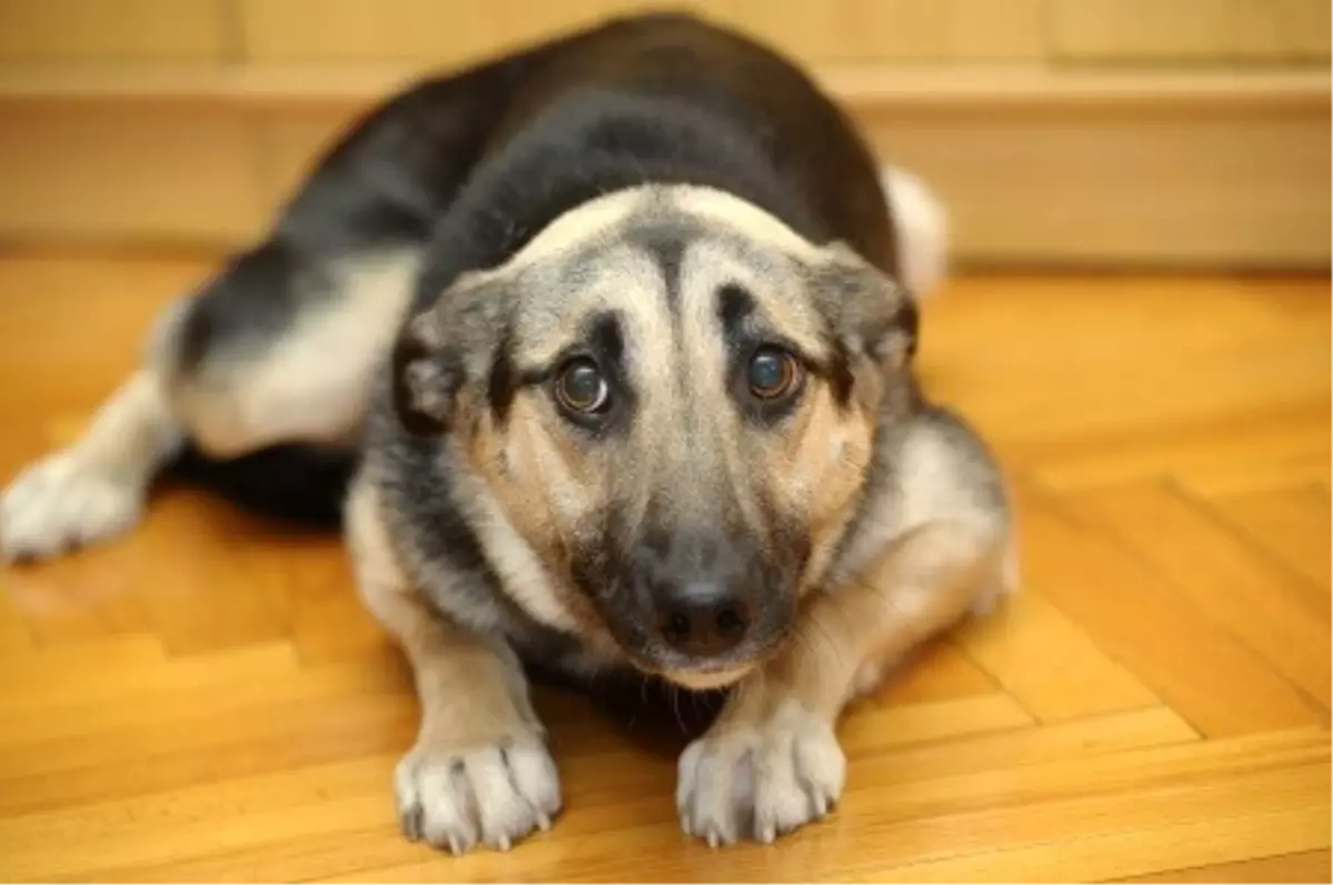 İnşaatta Sıkışan Köpeği İtfaiye Kurtardı