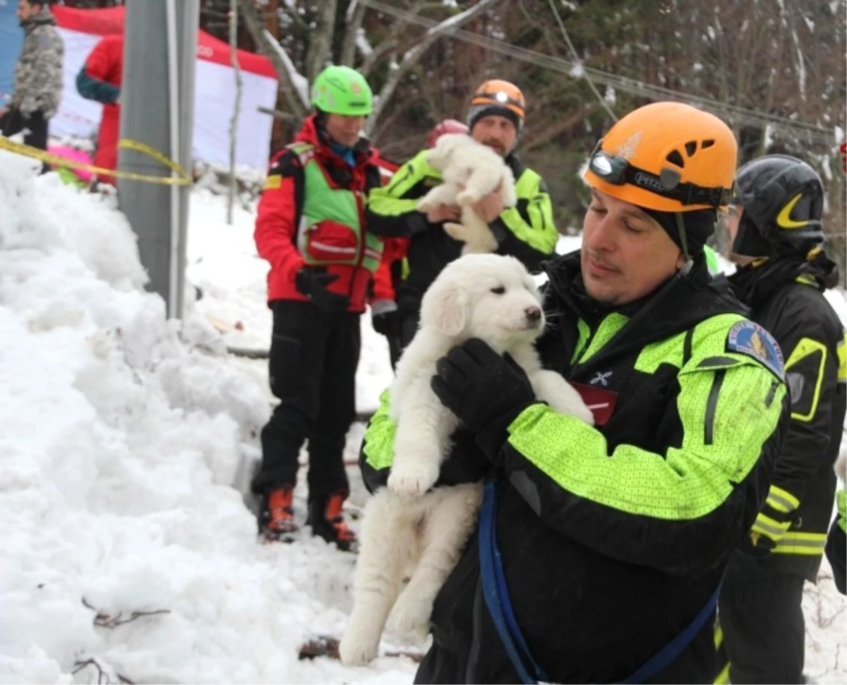 İtalya\'daki Çığ Felaketinden 5 Gün Sonra 3 Köpek Yavrusu Kurtarıldı