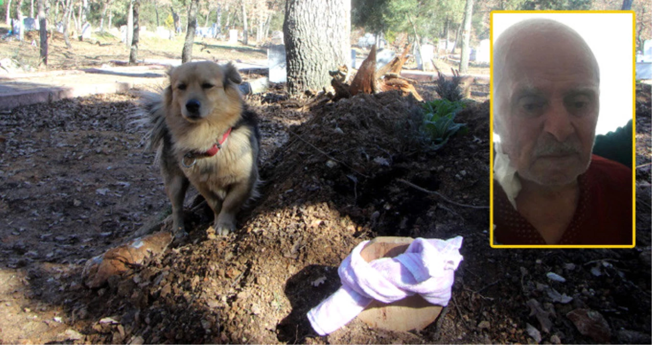 Ölen Sahibini Unutamayan Köpek, Her Gün Mezarlığı Ziyaret Ediyor