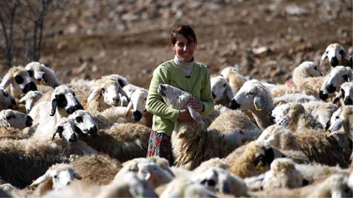 30 Koyunla İşe Başlayan Azimli Kadın, Şimdi 200 Koyunlu Sürüye Sahip
