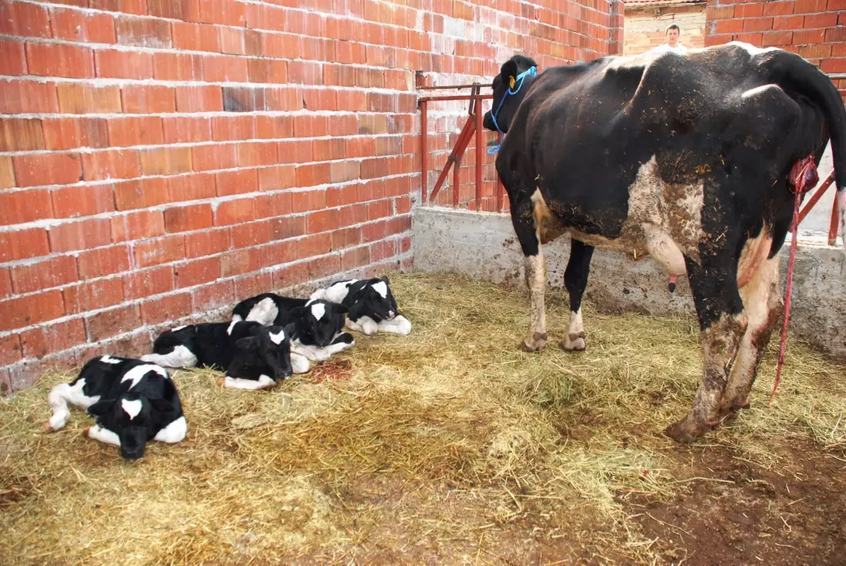 Ardahanlı Besicinin Dördüz Buzağı Sevinci