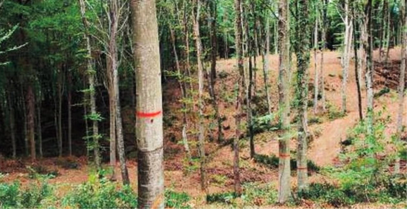 Belgrad Ormanı\'nda Ağaçlardaki Esrarengiz İşaretler Tartışma Yarattı