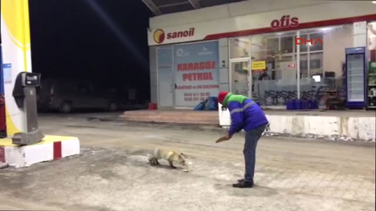 Erzurum Akaryakıt Istasyonunda Yiyecek Arayan Aç Tilkiyi Elleriyle Besledi