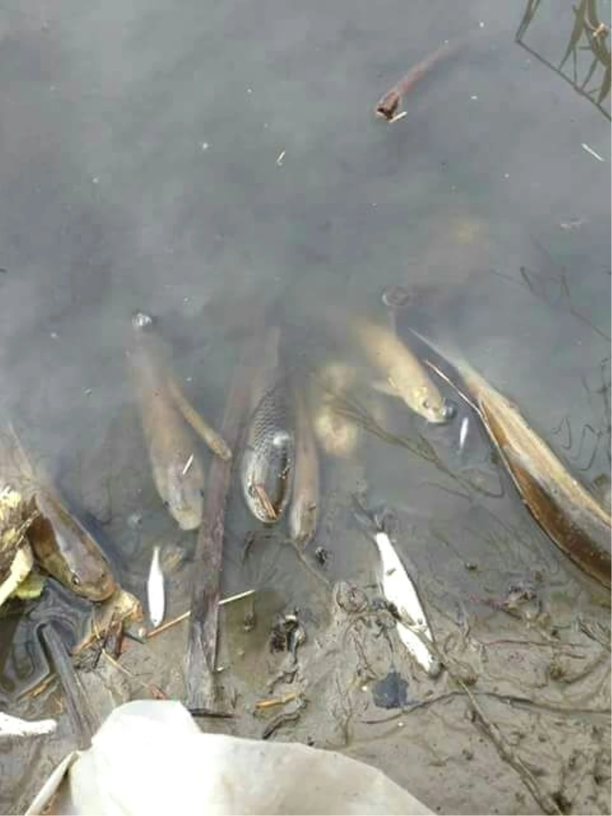 Porsuk\'ta Toplu Balık Ölümleri Sürüyor