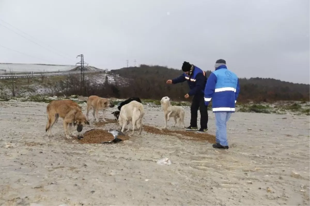 Arnavutköy Belediyesi Sokak Hayvanlarını Unutmadı