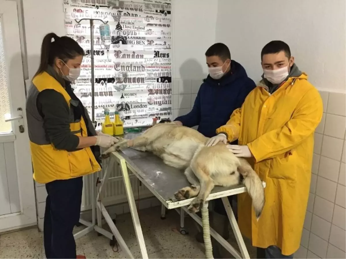 Çoban Köpeği Şeker Kanseri Yendi