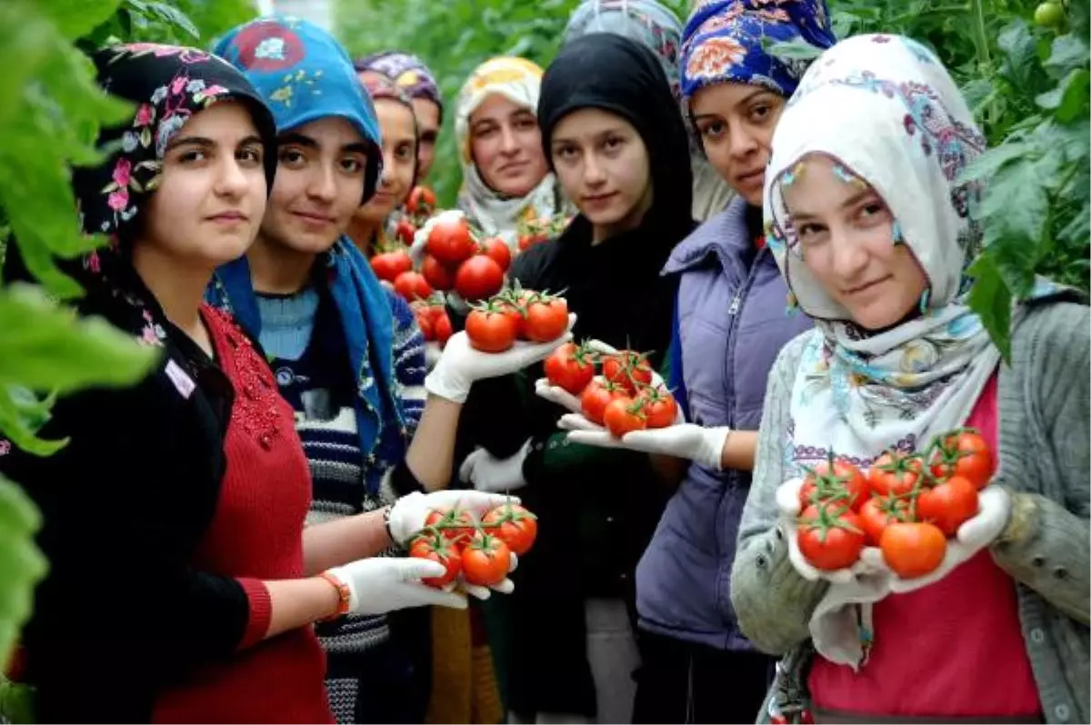 Eksi 46 Dereceyi Gören Çaldıran\'da Serada Domates Üretiliyor