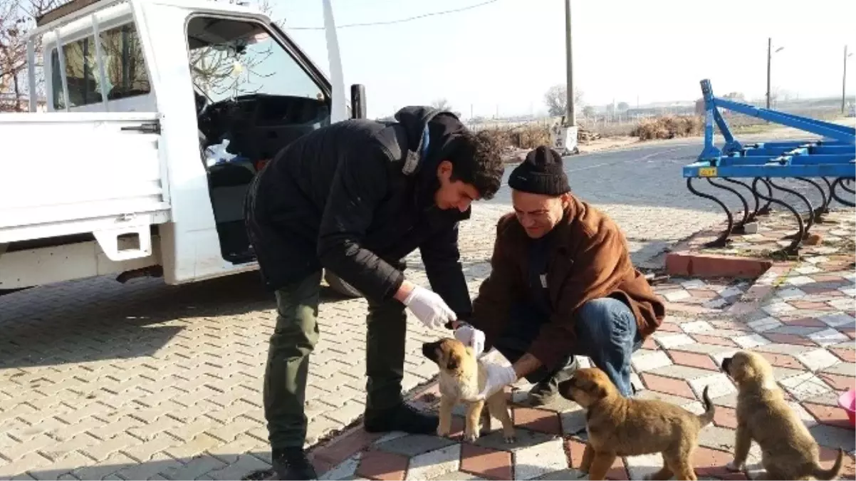 Kırkağaç\'ta Sahipsiz Köpeklere Sağlık Kontrolü