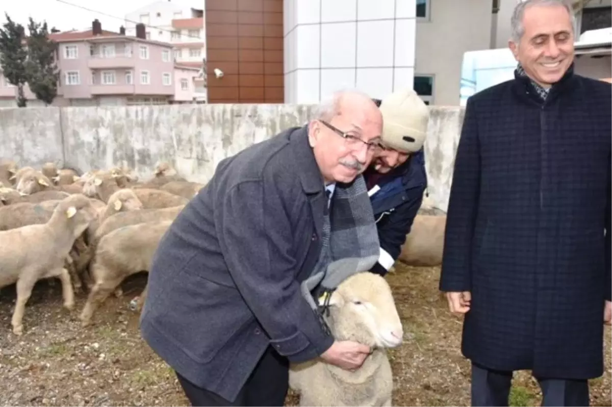 Koyun Yetiştiricilerine Damızlık Koç Dağıtıldı