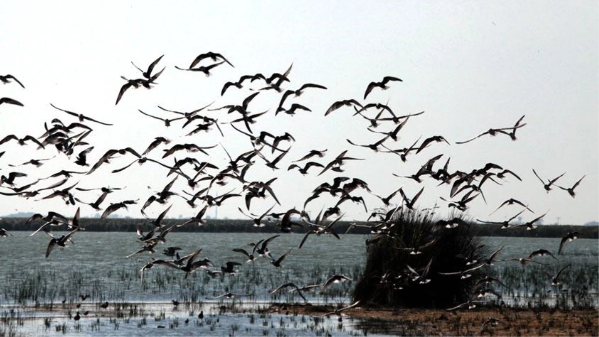 Orta Karadeniz\'de "Kış Ortası Su Kuşu Sayımı"