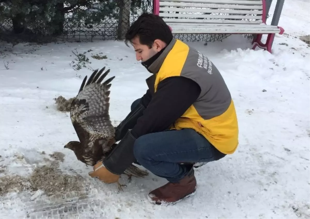 Tedavi Edilen Kızıl Şahin Yeniden Doğaya Salındı