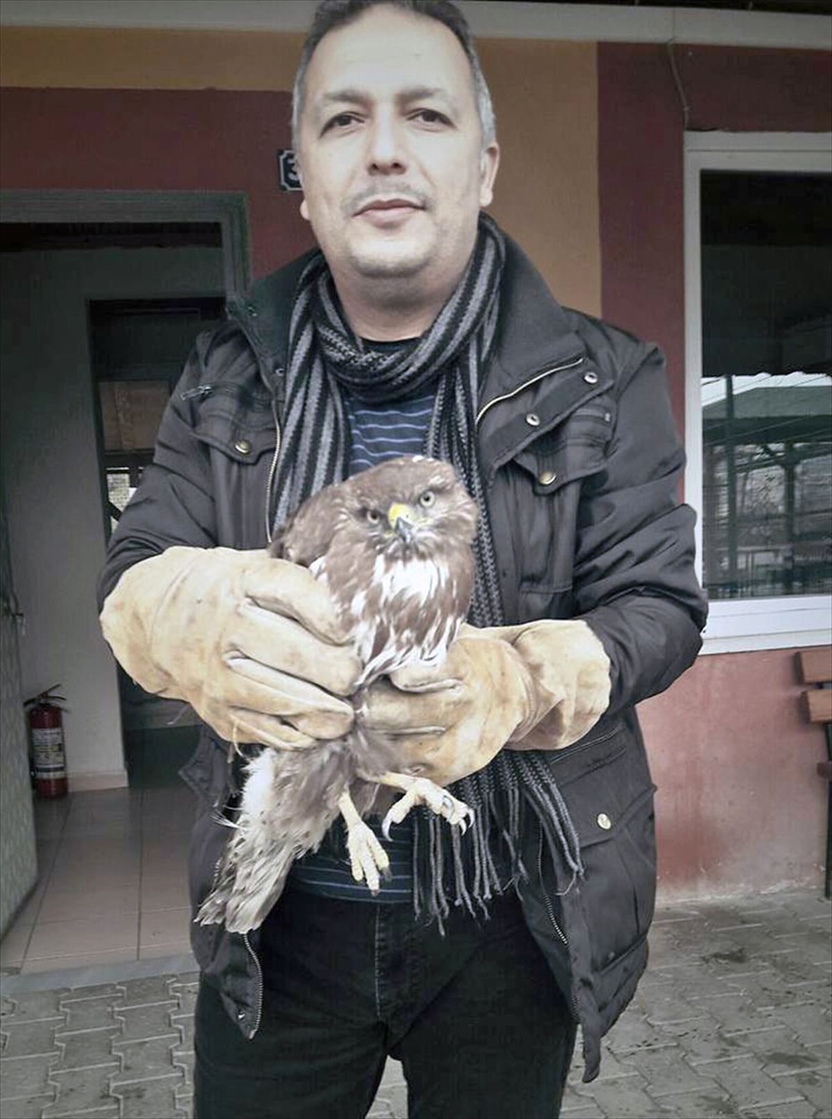 Tedavi Edilen Yaralı Şahin Doğaya Salındı