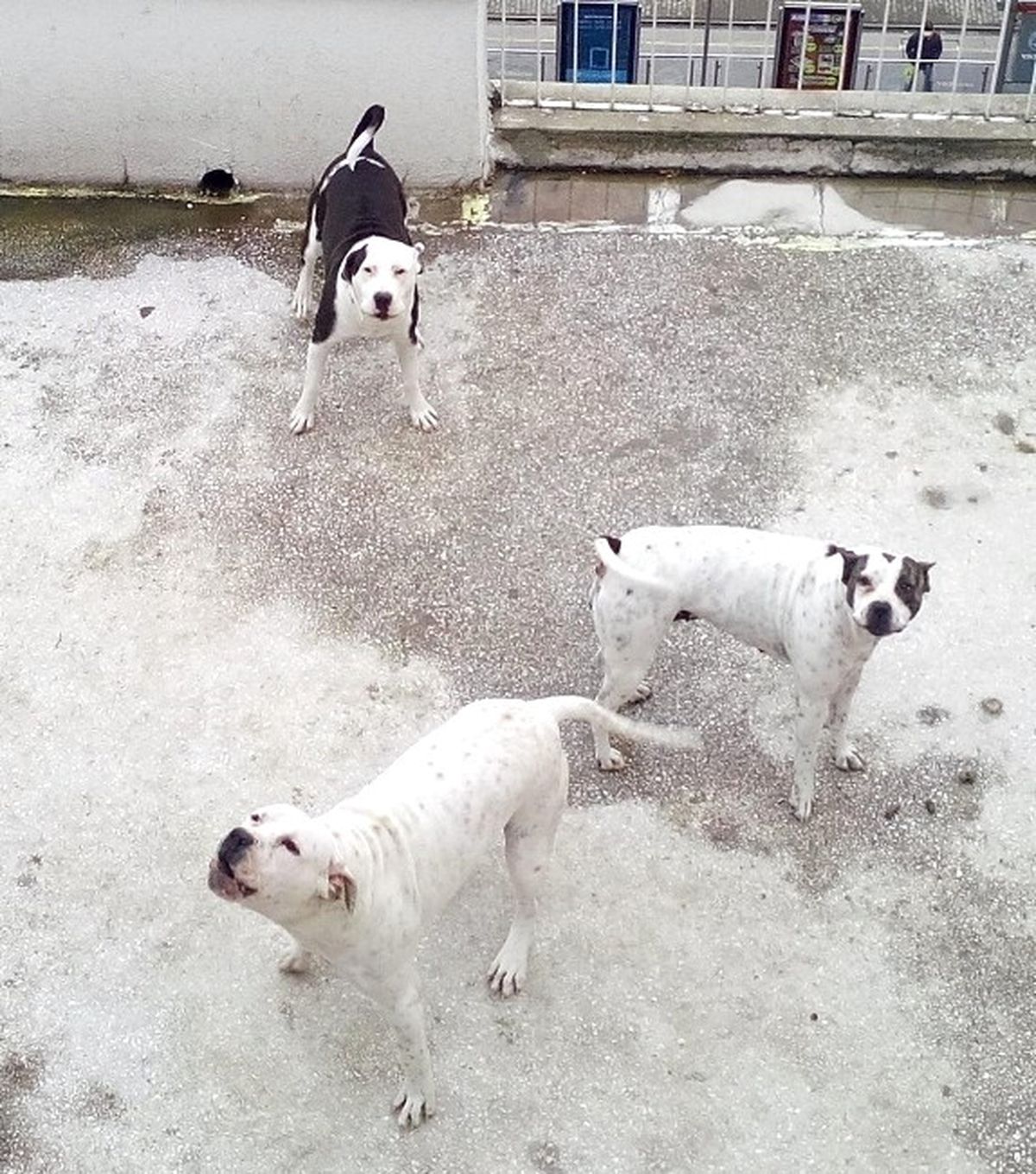 Tehlikeli Köpek Besleyenlere Ceza