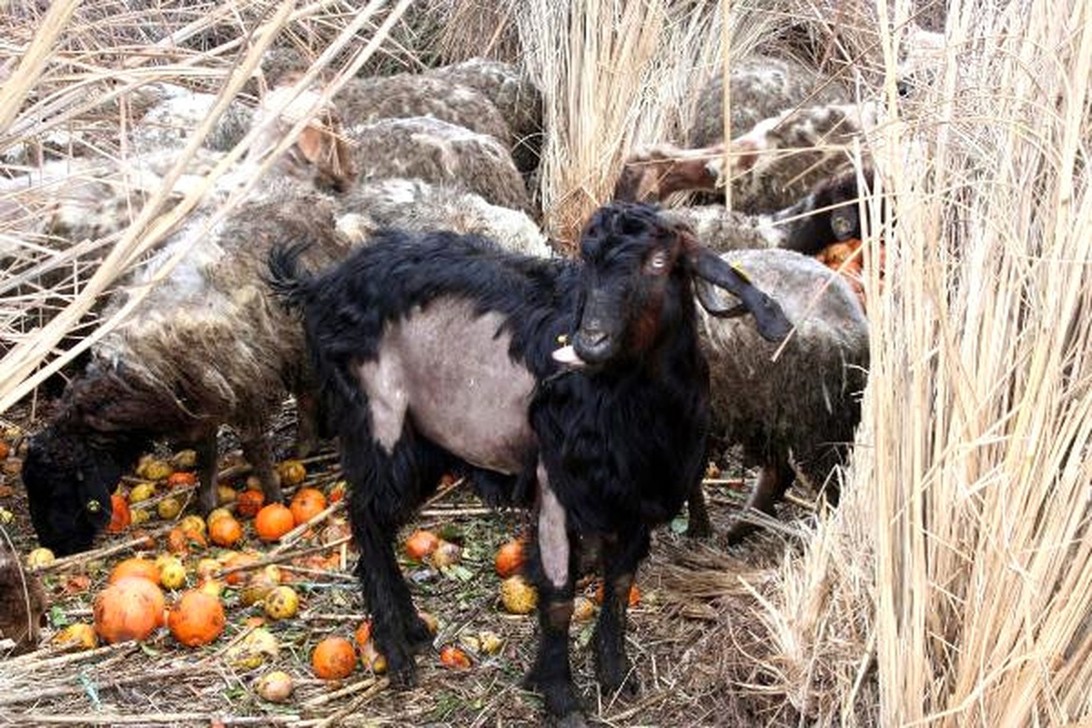 Tüyleri Dökülen Koyunlar Korkutuyor