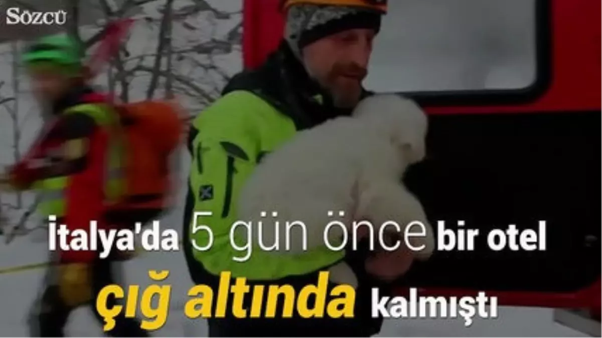 Yavru Köpekler Çığ Altında Kalan Otelden 5 Gün Sonra Kurtarıldı