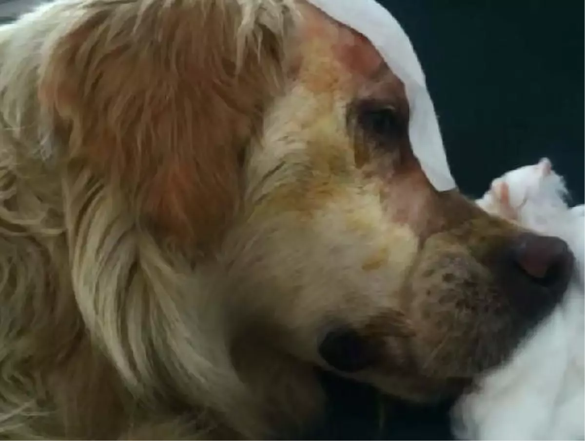 "Cindy" Adlı Köpeğin Dövülmesiyle İlgili Dava Açıldı