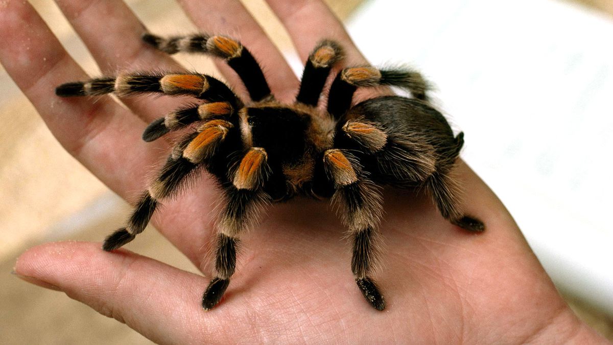 Çocukluğundan Beri Tarantula Biriktiriyor