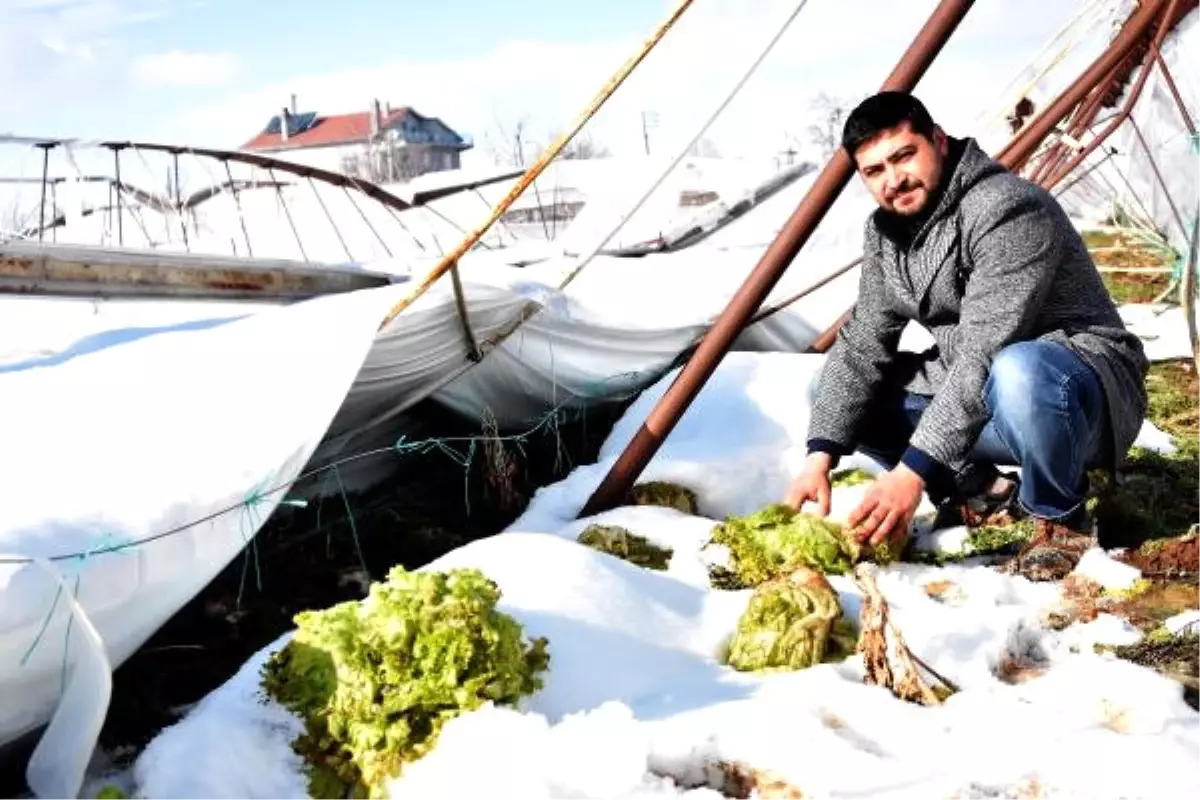 Konya\'da Kar Felaketi! Seralar Büyük Zarar Gördü, Çiftçinin Hasarı Büyük