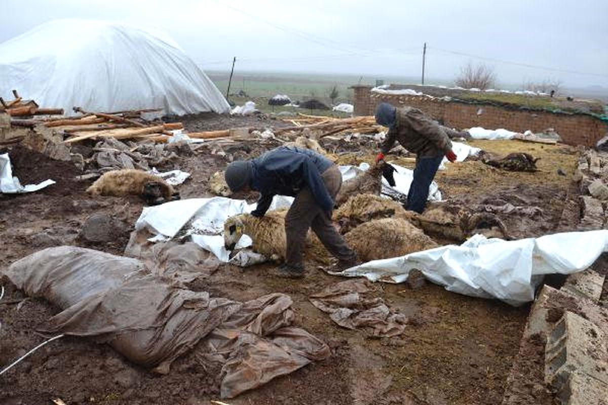 Siverek\'te, Barınak Çöktü 40 Koyun Telef Oldu