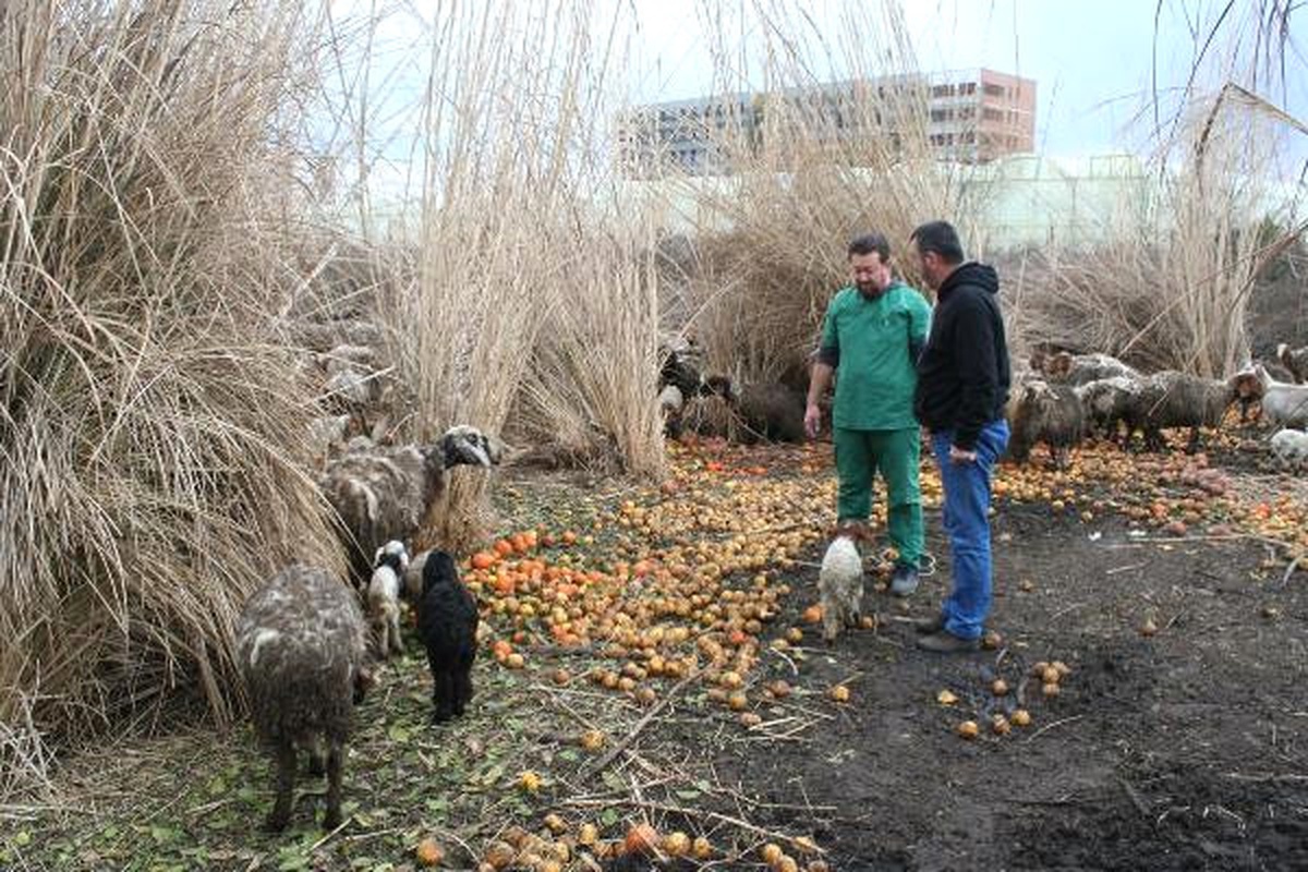 Tüyleri Dökülen Koyunların Kötü Koşullar Yüzünden Hastalandığı Ortaya Çıktı