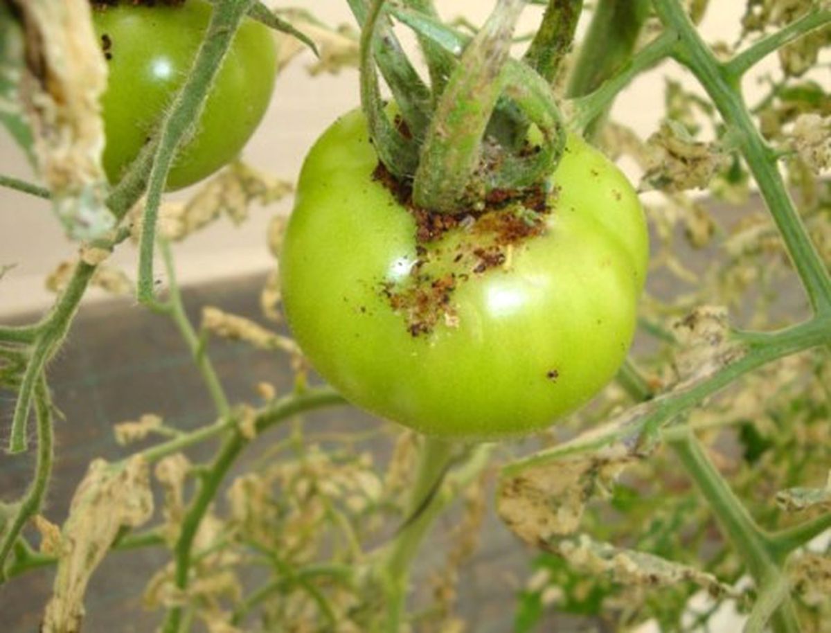 Çanakkale\'de "Tuta Zararlısı" Toplantısı