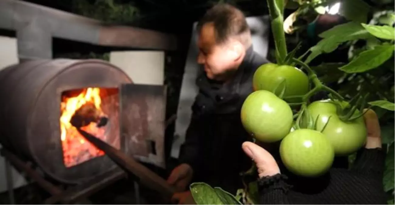 Dha Yurt - Domates Üreticileri Seralarda \'Don\' Nöbeti Tutmaya Başladı