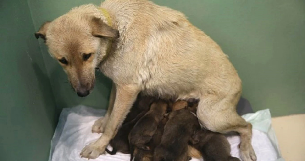 Fedakar Sokak Köpeği Süt Annelik Yaparak 9 Yavruya Hayat Verdi