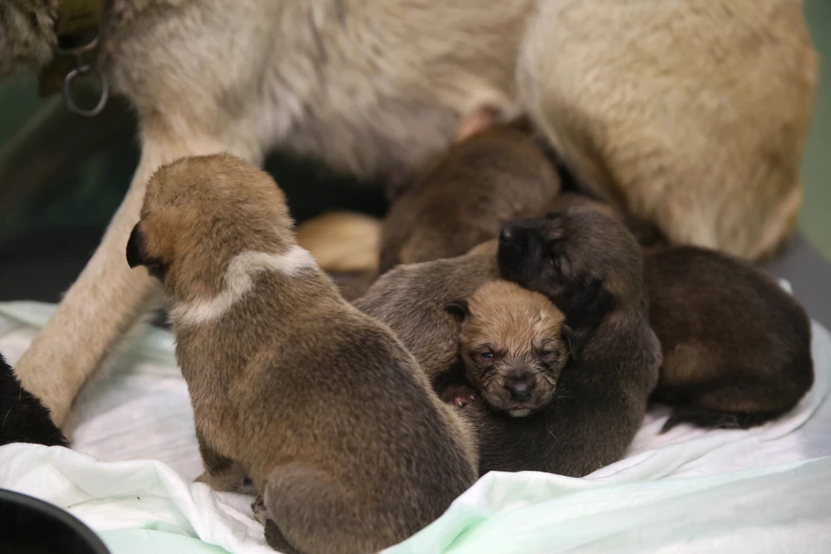 Fedakar köpek 9 yavruya hayat veriyor