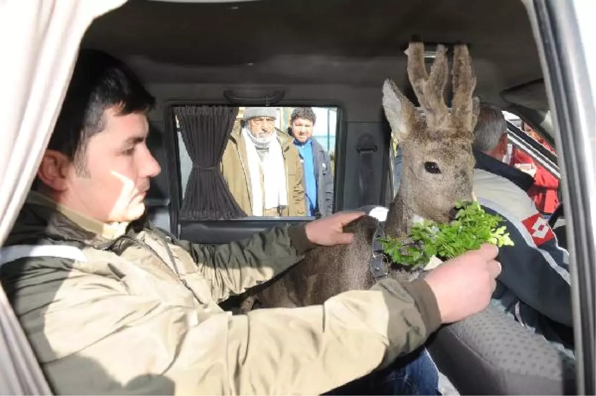 Köpeklerden Kaçarken Denize Atlayan Karacayı Balıkçılar Kurtardı