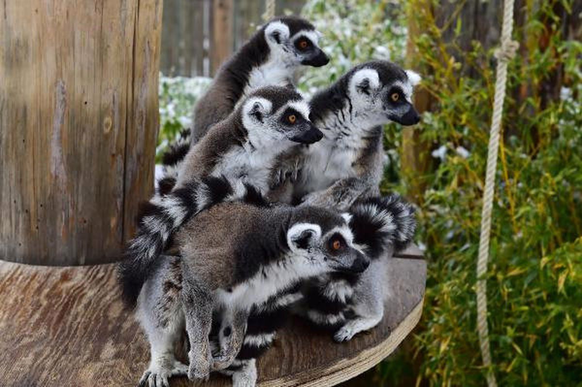 Lemur Ailesi Genişledi