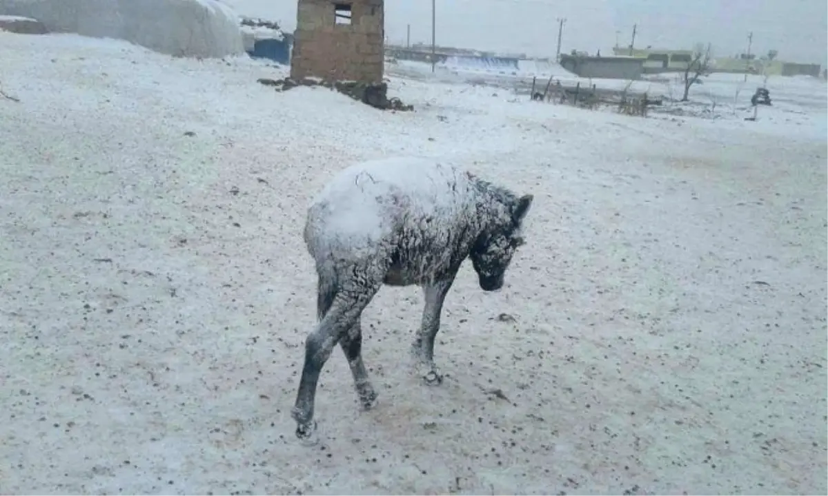 Şanlıurfa\'da Yoğun Kar Yağışı! Eşekler Buz Tuttu