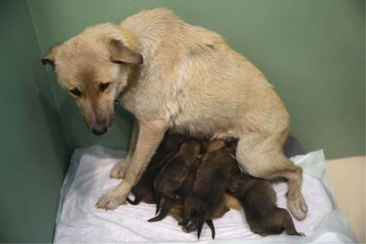 Tedavi İçin Getirilen Sokak Köpeği, Annesiz 9 Yavruya Hayat Verdi