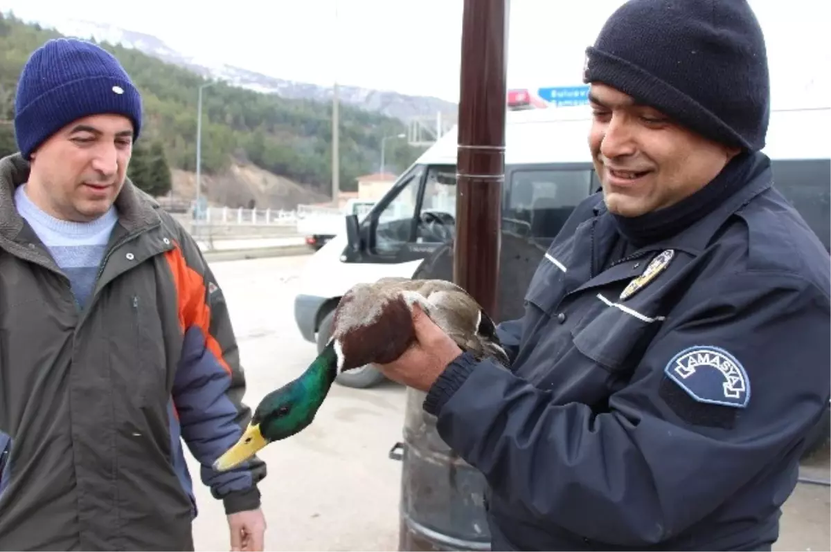 Yaralı Ördeğe Polis Şefkati