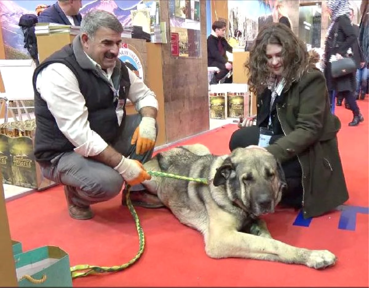 25 Bin TL Teklif Edilen Damızlık Köpeği Satmadı