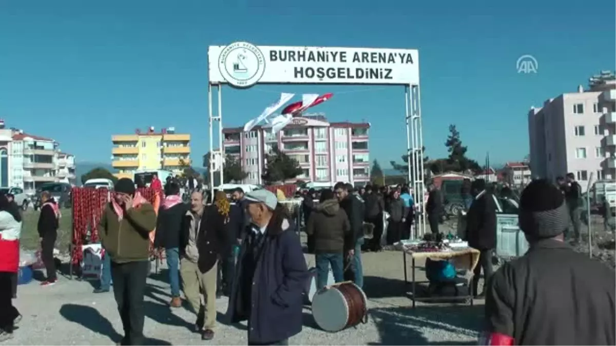 Burhaniye\'de 200 Deve Güreşti - Balıkesir